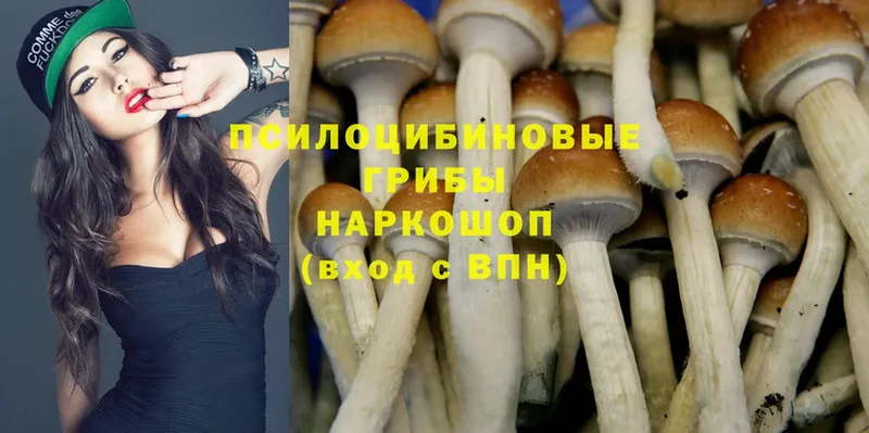 купить наркотики цена  блэк спрут ссылка  Галлюциногенные грибы Psilocybine cubensis  Никольск 